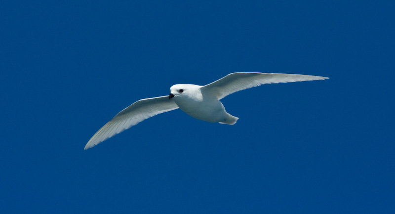 Snow Petrel In Flight